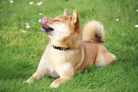 the shiba dog is lying in the grass and looks up and pushes his tongueの写真素材