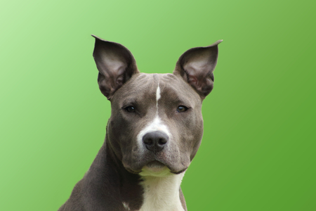portrait of a young american dog staffordshire blue terrier with a lively touching lookの写真素材