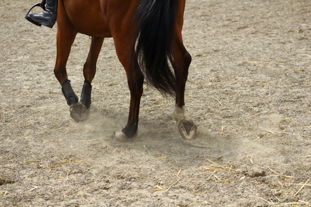 horse legs showing paces on sand with hoovesの写真素材