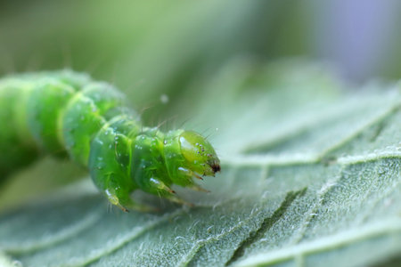 a green caterpillar on a leaf in macro portrait zoom mode