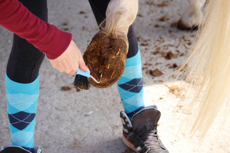 a hoof care of a white horseの写真素材