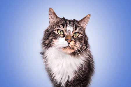 Portrait long haired adult cat tabby european angora with green eyes on blue backgroundの写真素材