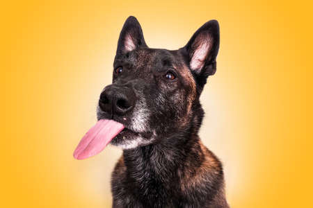 funny portrait belgian shepherd dog malinois sticks out tongue grimace head yellow backgroundの写真素材