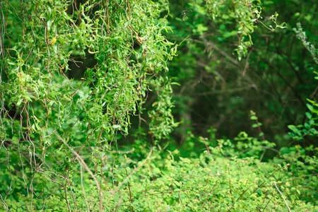 tree with small green leaves forest atmosphereの写真素材