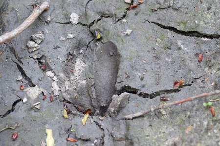 deer footprint footprint hoof cervid trackの写真素材