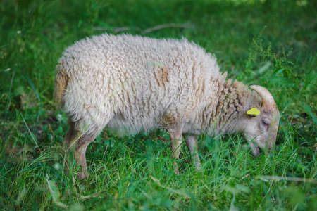 Young sheep resting back to back during Ecograzingの写真素材