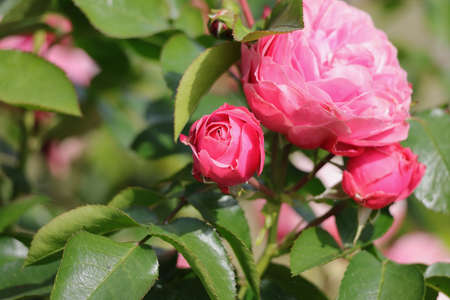 The velvet red rose with petals rose blossom with budsの写真素材