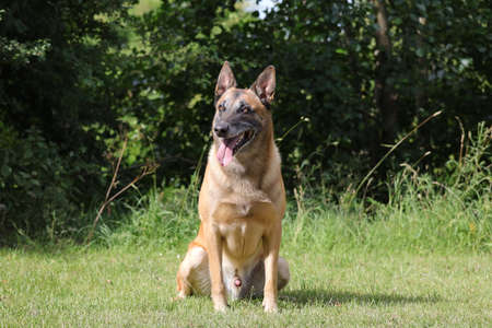 Malinois Belgian Shepherd dog waiting to play with his ball, canine sport training in the gameの写真素材