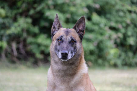 Malinois Belgian Shepherd dog waiting to play with his ball, canine sport training in the gameの写真素材