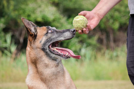 Malinois Belgian Shepherd dog waiting to play with his ball, canine sport training in the gameの写真素材