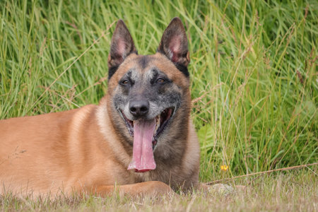 Malinois Belgian Shepherd dog waiting to play with his ball, canine sport training in the game