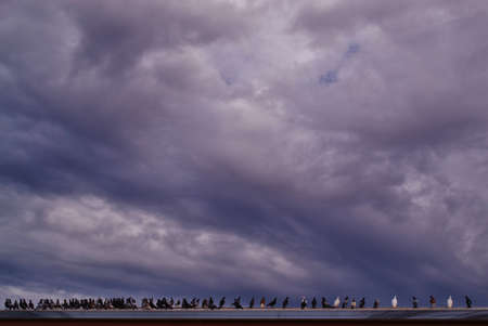 flock of pigeons on a rooftop in the Coonawarra in South Australiaの写真素材