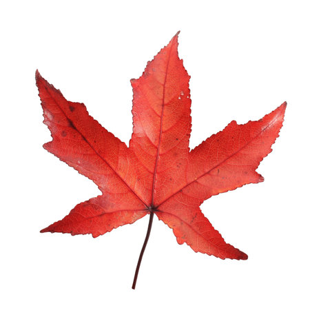 Maple leaf, isolated on white