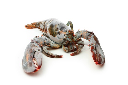 Frozen lobster, isolated on whiteの写真素材