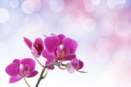 Pink orchid against bokeh backgroundの写真素材