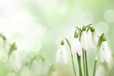 Snowdrop flowers の写真素材