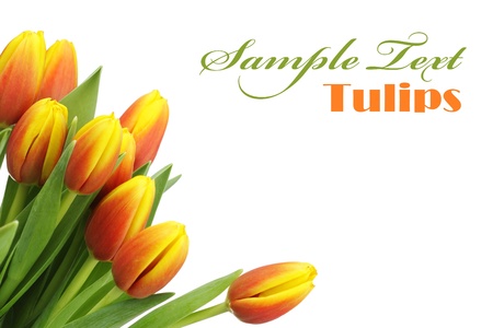 Beautiful tulips with copy space isolated on whiteの写真素材