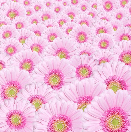 Background image od pink gerbera flowersの写真素材