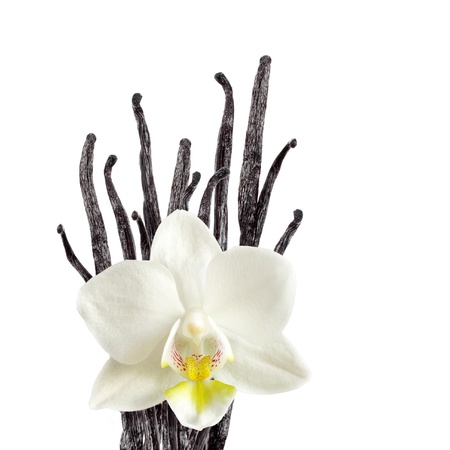 Vanilla beans and orchid flowerの写真素材