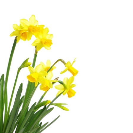 Yellow daffodils isolated on whiteの写真素材