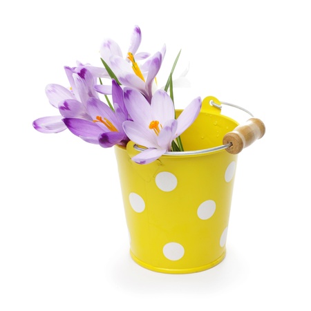 Crocus flowers in yellow bucket, isolated on whiteの写真素材