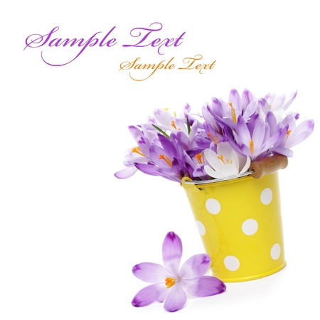 Crocus flowers in yellow bucket, isolated on whiteの写真素材