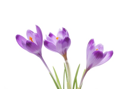 Three crocus flowers, isolated on whiteの写真素材