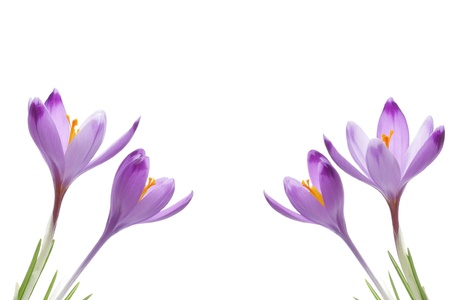 Purple crocus flowers, isolated on whiteの写真素材