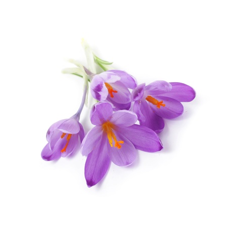 Purple crocus flowers, isolated on whiteの写真素材