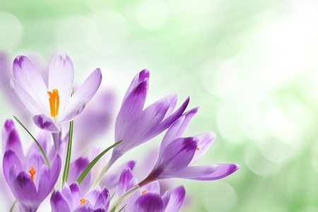 Crocus flowers against bokeh backgroundの写真素材