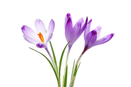 Crocus flowers, isolated on whiteの写真素材