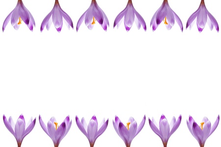 Crocus flowers, isolated on whiteの写真素材