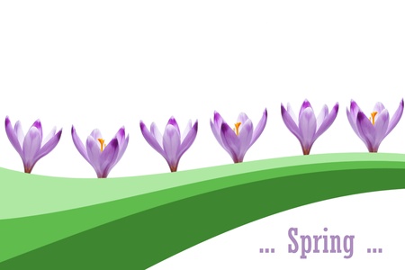 Crocus flowers with green borderの写真素材