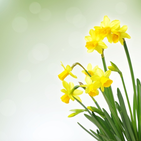 Yellow daffodils against bokeh backgroundの写真素材