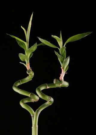 Two bamboo branches isolated on blackの写真素材