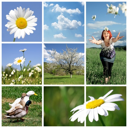 Late spring collage, daisies themeの写真素材