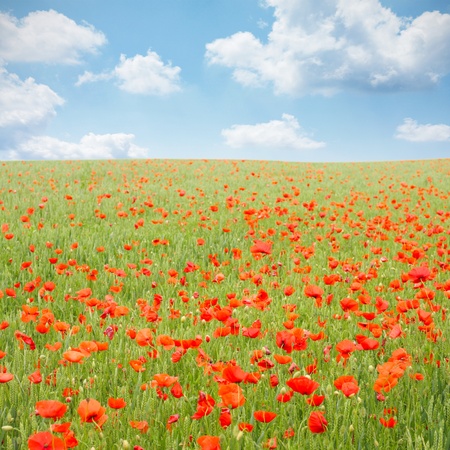 Beautiful poppy field in wheatの写真素材
