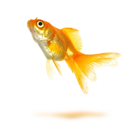 Beautiful goldfish isolated on whiteの写真素材
