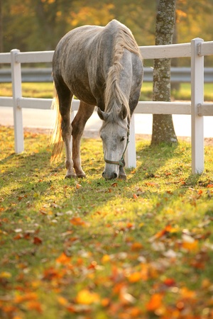 Lipizzan horse grazing in early autumn eveningの写真素材