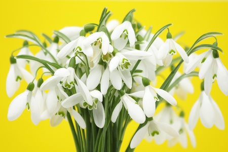 Snowdrop flowers against yellow backgroundの写真素材