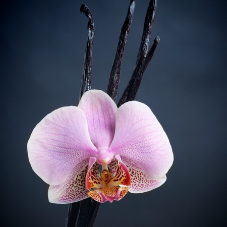 Vanilla sticks and orchid flower over dark backgroundの写真素材