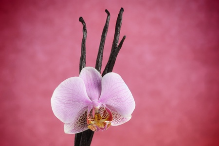 Vanilla beans and orchid flower against pink background の写真素材