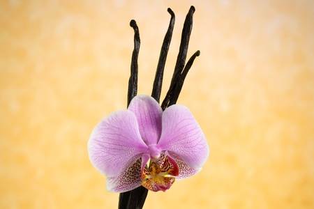 Vanilla beans and orchid flower against yellow backgroundの写真素材