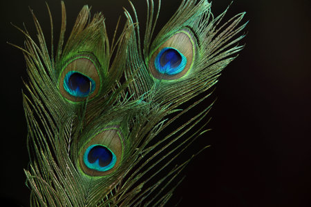Three peacock feathers against black background