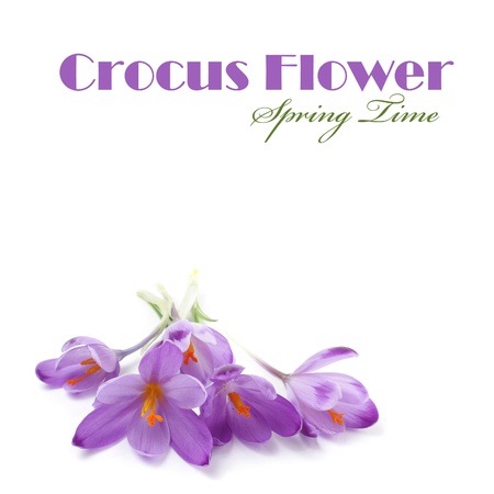 Purple crocus flowers isolated on whiteの写真素材