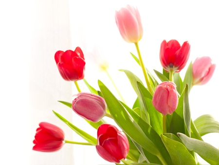 Beautiful red and pink tulipsの写真素材