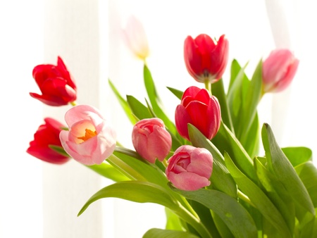 Beautiful red and pink tulipsの写真素材
