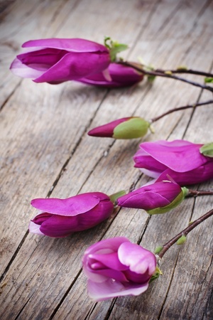 Magnolia Flower on old wooden tableの写真素材