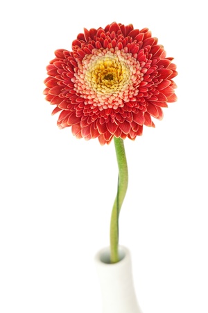 Red gerbera flower isolated on whiteの写真素材