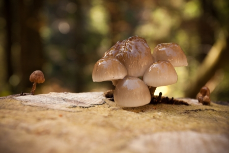 Non-edible mushrooms on tree stumpの写真素材